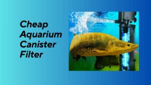 Read more about the article Cheap Aquarium Canister Filter: Affordable Options for Clean Water Maintenance