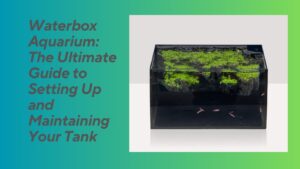 Read more about the article Waterbox Aquarium: The Ultimate Guide to Setting Up and Maintaining Your Tank