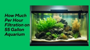 Read more about the article How Much Per Hour Filtration on 55 Gallon Aquarium: Optimal Rates for Healthy Aquatic Life