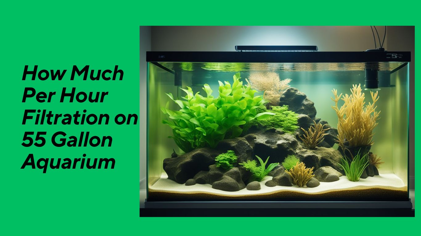 You are currently viewing How Much Per Hour Filtration on 55 Gallon Aquarium: Optimal Rates for Healthy Aquatic Life