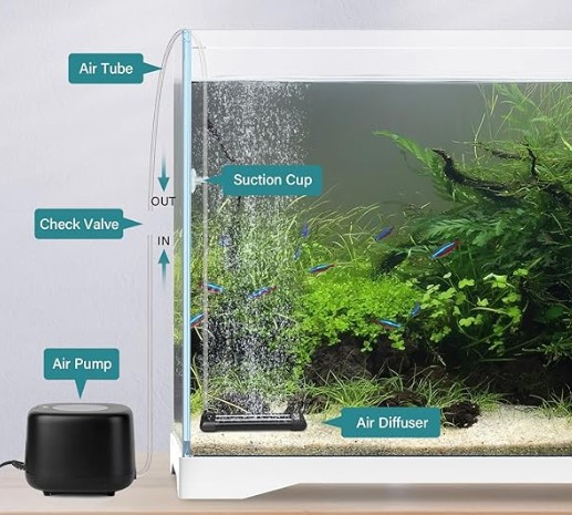 does a planted aquarium need a bubbler