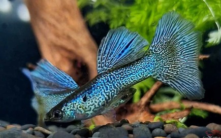 best fish for small tank