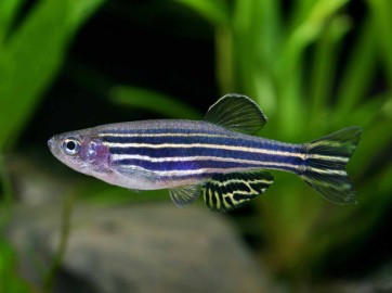 best fish for small tank