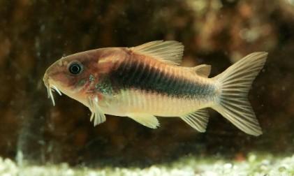 best fish for small tank