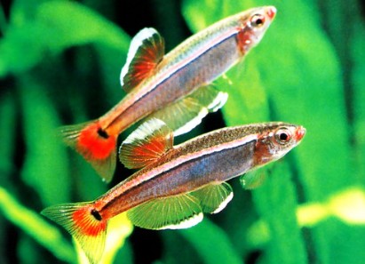 best fish for small tank