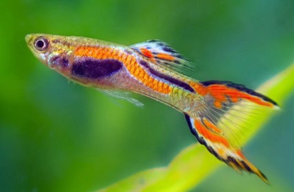 best fish for small tank