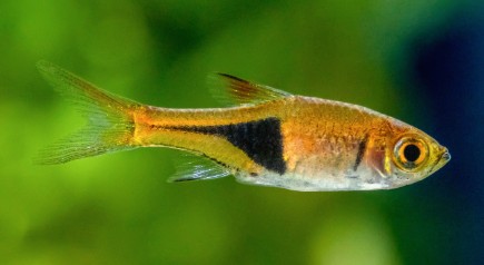 best fish for small tank