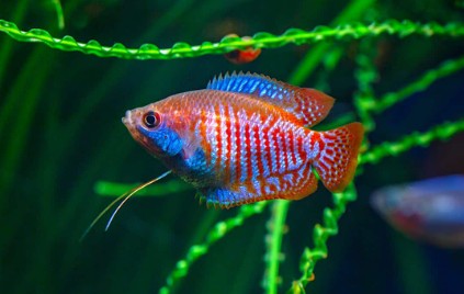 best fish for small tank