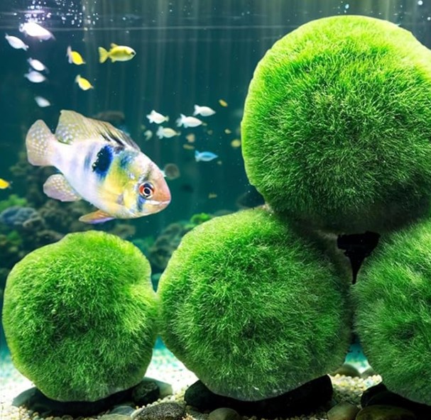 can moss balls replace plants in an aquarium