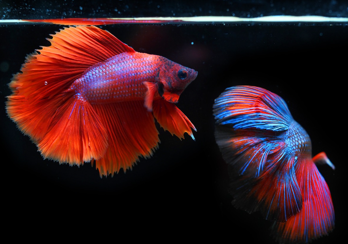 how long can betta fish live without food