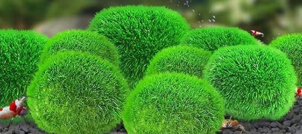 can moss balls replace plants in an aquarium