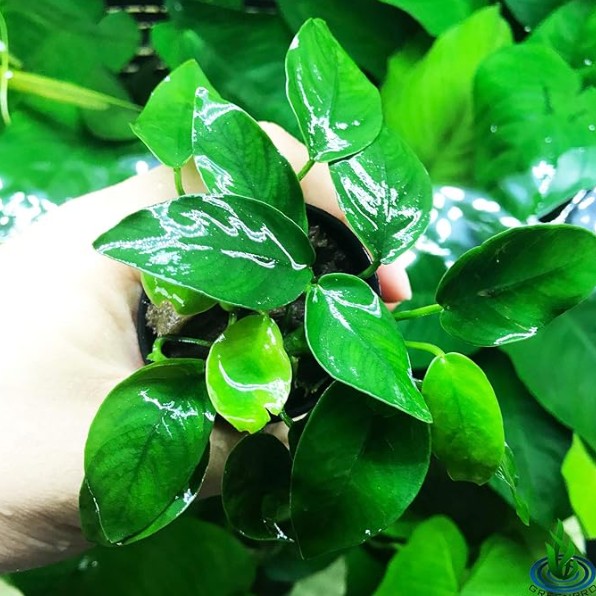 do you plant Anubias aquarium