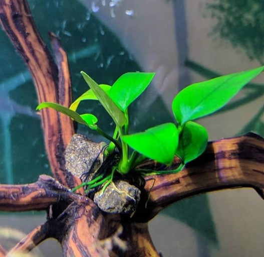 do you plant Anubias aquarium