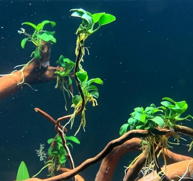 do you plant Anubias aquarium