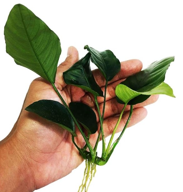 do you plant Anubias aquarium