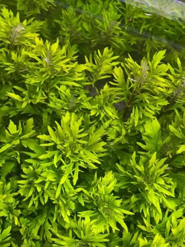 top 10 fastest growing aquarium plants