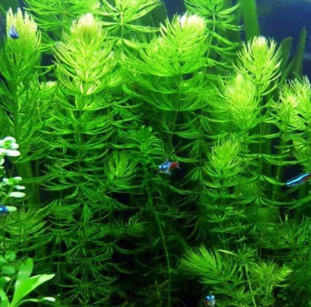 top 10 fastest growing aquarium plants