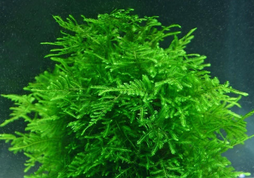 top 10 fastest growing aquarium plants