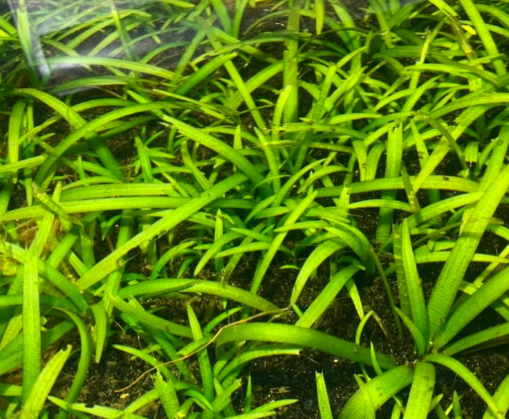 top 10 fastest growing aquarium plants