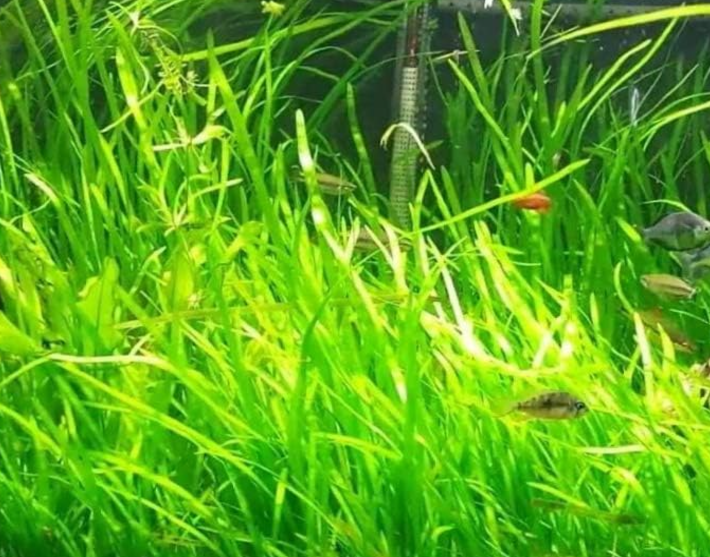 top 10 fastest growing aquarium plants