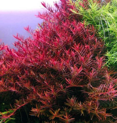 top 10 fastest growing aquarium plants