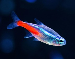 best fish for small tank