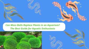 Read more about the article Can Moss Balls Replace Plants in an Aquarium? The Best Guide for Aquatic Enthusiasts