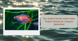 Read more about the article Top 10 Best Fish for Small Tanks: Perfect Choices for Compact Aquariums