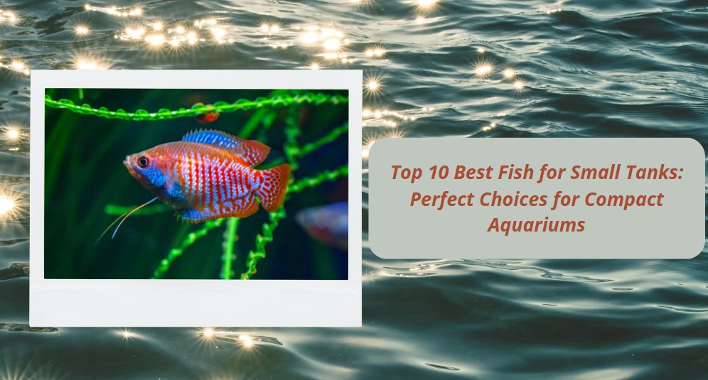 You are currently viewing Top 10 Best Fish for Small Tanks: Perfect Choices for Compact Aquariums