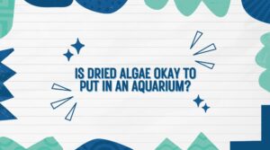 Read more about the article Is Dried Algae Okay to Put in an Aquarium? Best Tips for Healthy Aquatic Life