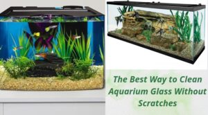 Read more about the article The Best Way to Clean Aquarium Glass Without Scratches