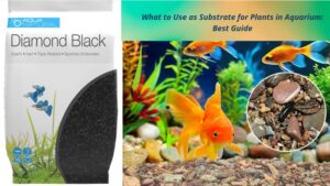 Read more about the article What to Use as Substrate for Plants in Aquarium: Best Choices Explained