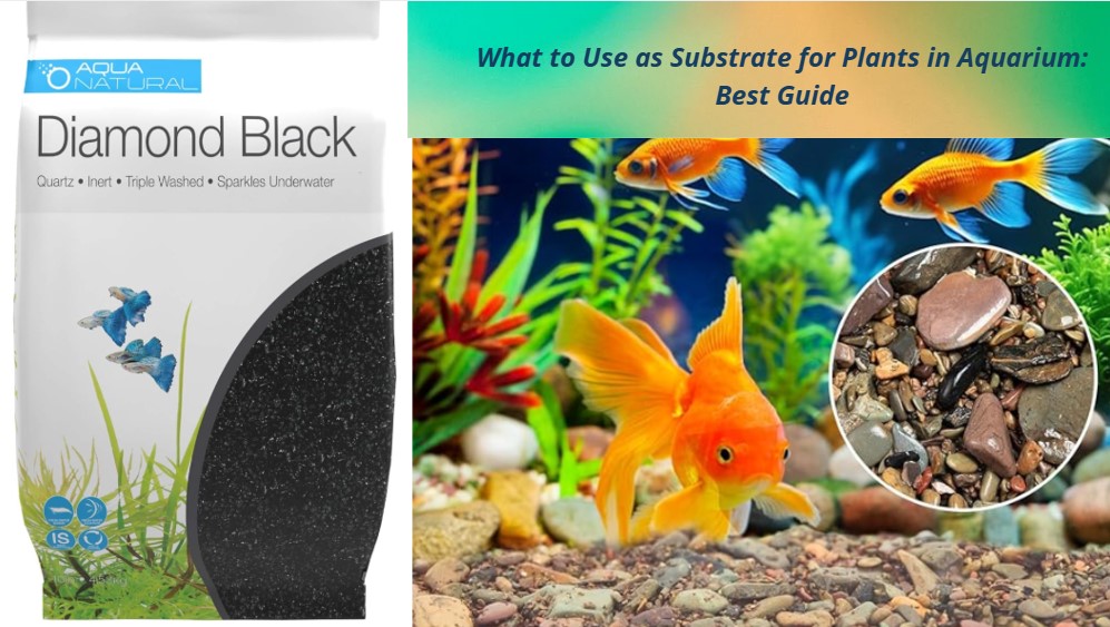 You are currently viewing What to Use as Substrate for Plants in Aquarium: Best Choices Explained