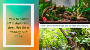 Read more about the article How to Lower pH in Aquarium: Best Tips for a Healthy Fish Tank