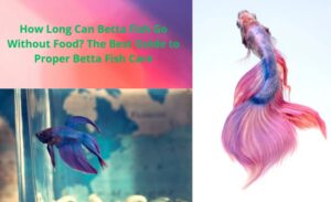 Read more about the article How Long Can Betta Fish Go Without Food? The Best Guide to Proper Betta Fish Care