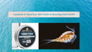 Read more about the article The Best Copepods for Your Aquarium: Essential Guide to Boosting Tank Health