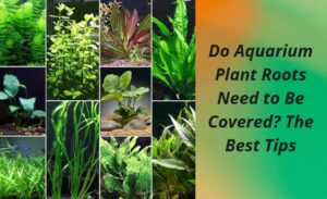 Read more about the article Do Aquarium Plant Roots Need to Be Covered? The Best Tips for Healthy Aquatic Plants