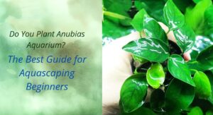 Read more about the article Do You Plant Anubias Aquarium? The Best Guide for Aquascaping Beginners