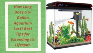 Read more about the article How Long Does a 5-Gallon Aquarium Last? Best Tips for Extending Its Lifespan