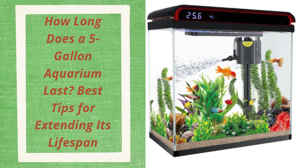 You are currently viewing How Long Does a 5-Gallon Aquarium Last? Best Tips for Extending Its Lifespan