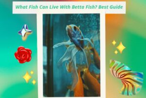 Read more about the article What Fish Can Live With Betta Fish? A Guide to the Best Tank Buddies