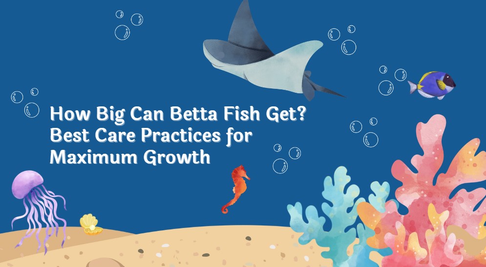 You are currently viewing How Big Can Betta Fish Get? Best Care Practices for Maximum Growth