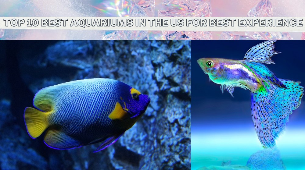 You are currently viewing Top 10 Best Aquariums in the US for an Unforgettable Underwater Experience