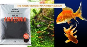 Read more about the article Top 5 Best Substrates for Planted Aquarium: Enhance Your Underwater Garden