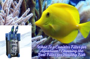 Read more about the article What Is a Canister Filter for Aquarium? Choosing the Best Filter for Healthy Fish