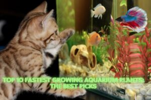 Read more about the article Top 10 Fastest Growing Aquarium Plants: The Best Picks