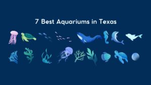 Read more about the article 7 Best Aquariums in Texas: A Comprehensive Guide to Marine Wonders