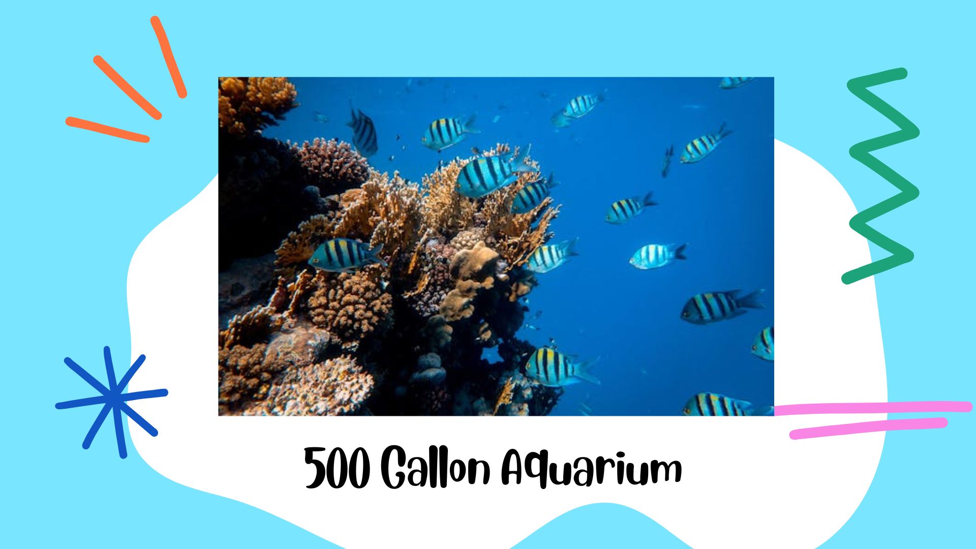 You are currently viewing 500 Gallon Aquarium: Essential Tips for Setup and Maintenance