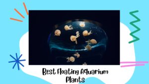 Read more about the article Best Floating Aquarium Plants for a Thriving Aquatic Environment