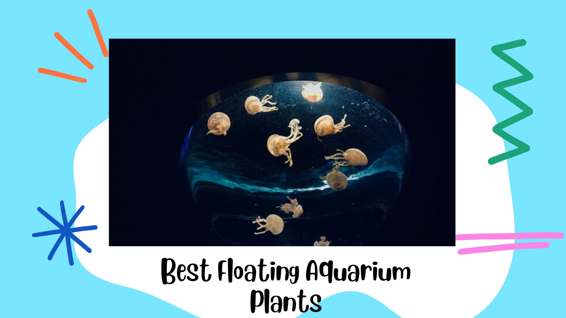 You are currently viewing Best Floating Aquarium Plants for a Thriving Aquatic Environment